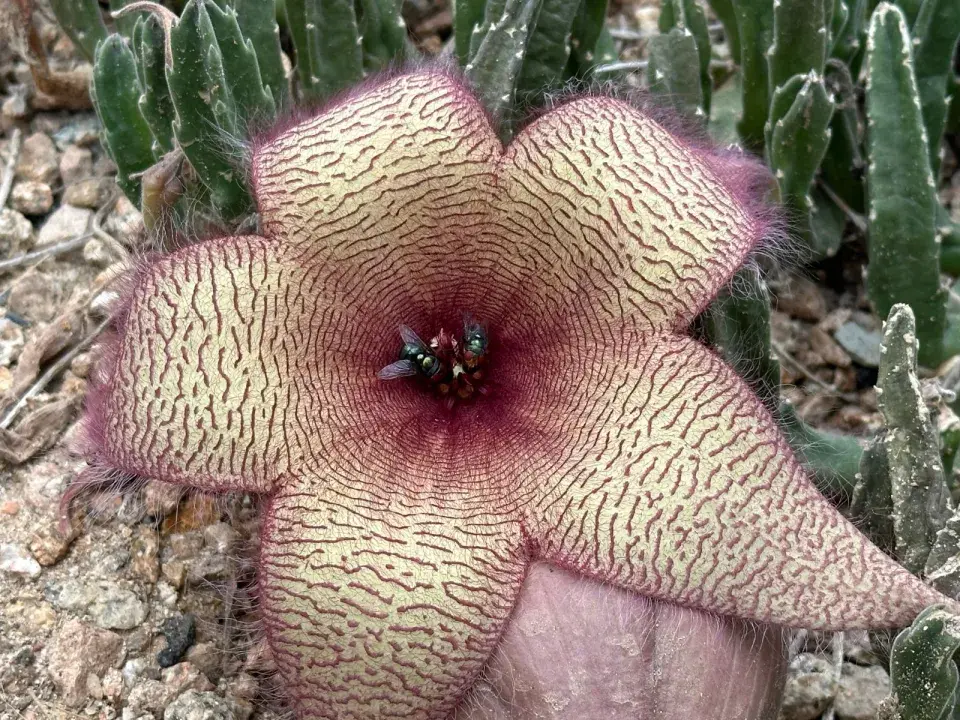 Stapelia 