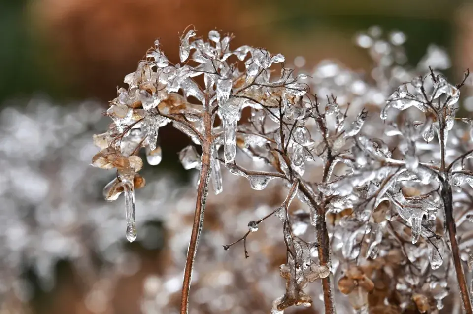 Mráz v zahradě