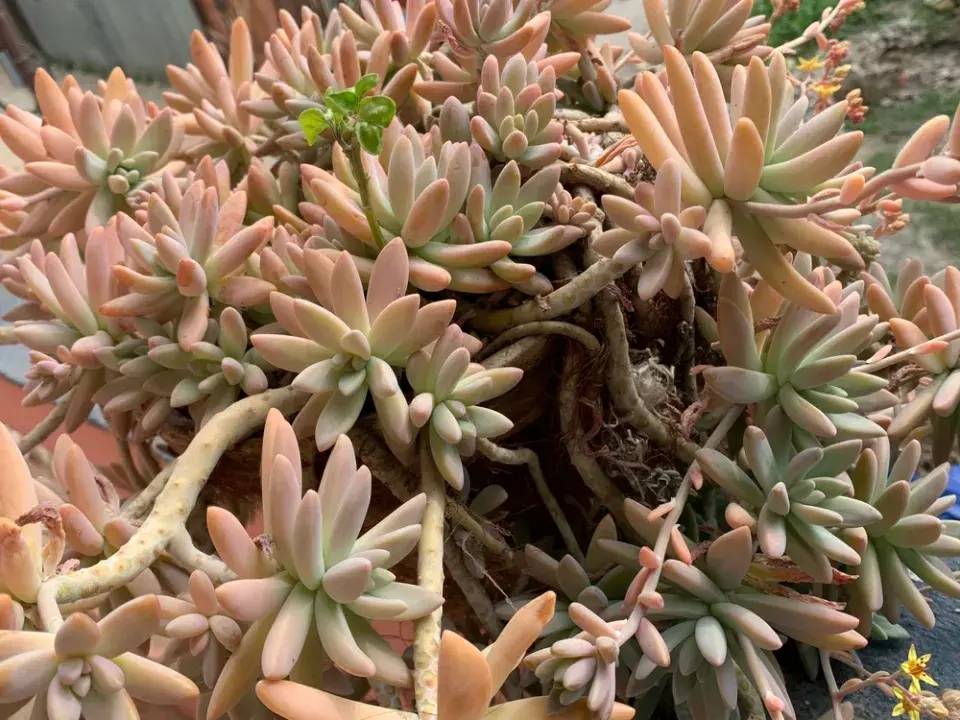 Zapomenutý zázrak jménem tripmadam