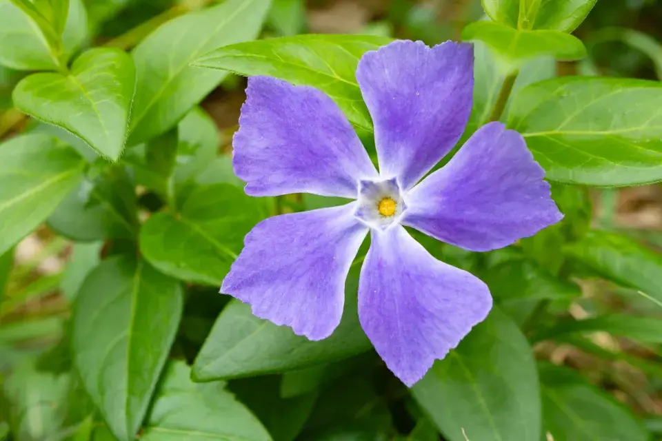 Půdopokryvné rostliny