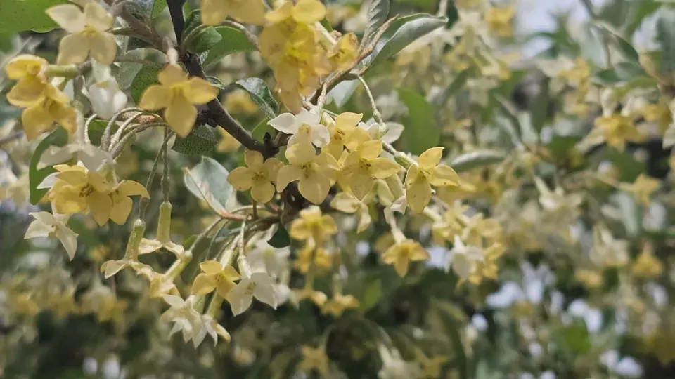 Hlošina okoličnatá (Elaeagnus umbellata)