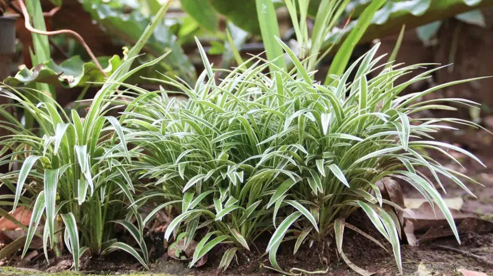 Zelenec: rostlina, která dýchá s vámi