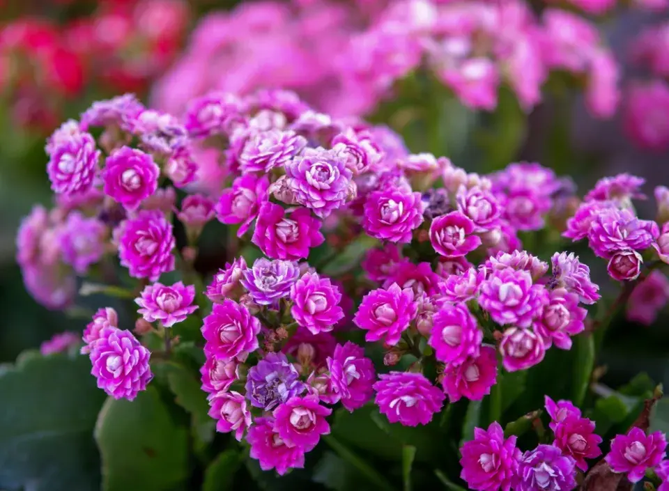 kalanchoe, kolopejka