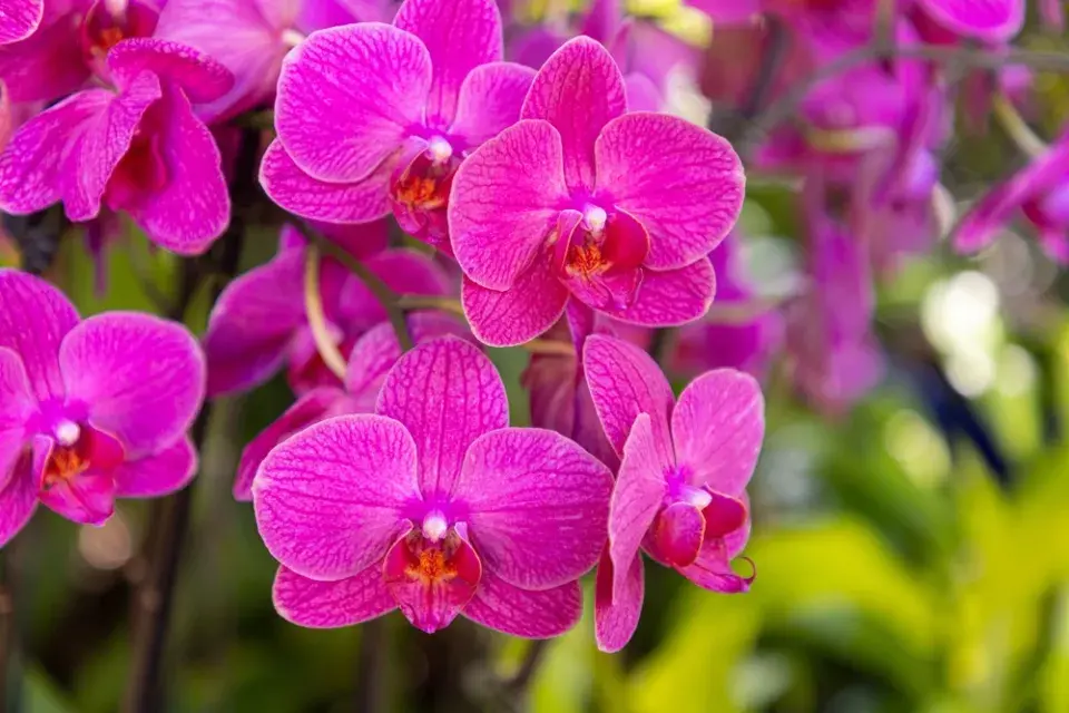 Orchideje