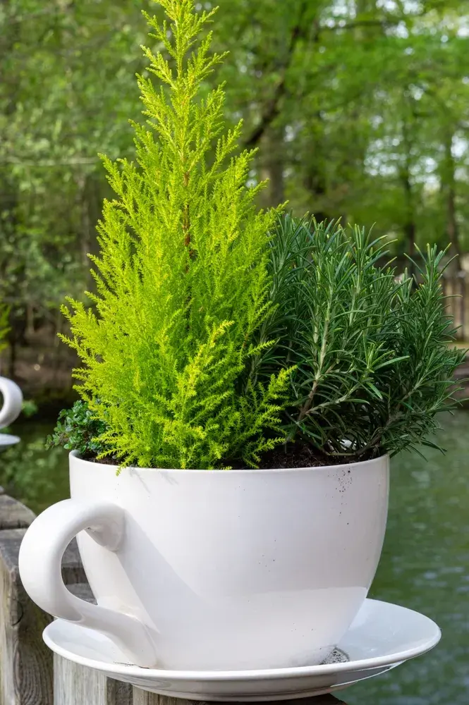 Jak vypěstovat jehličnany ze šišek?