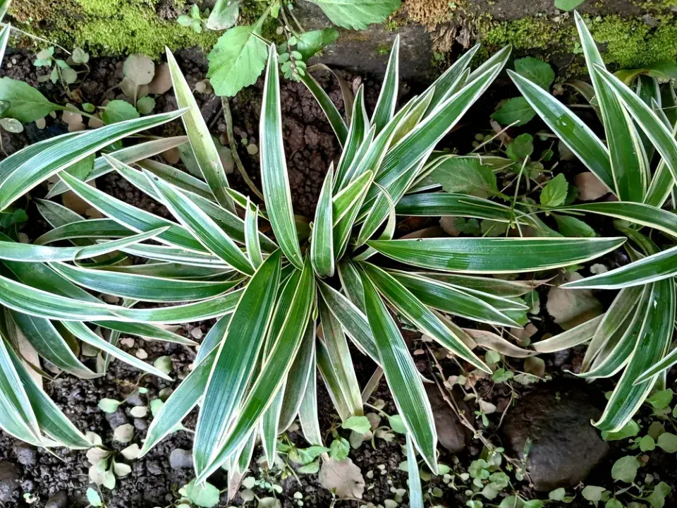 Zelenec: rostlina, která dýchá s vámi