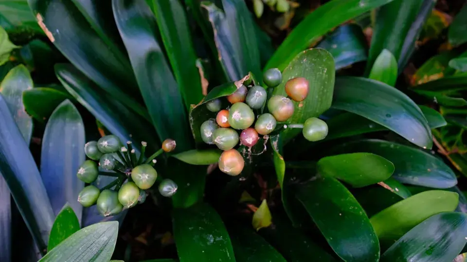 Odkvetlá květenství klívie