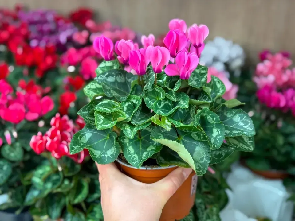 pokojový brambořík