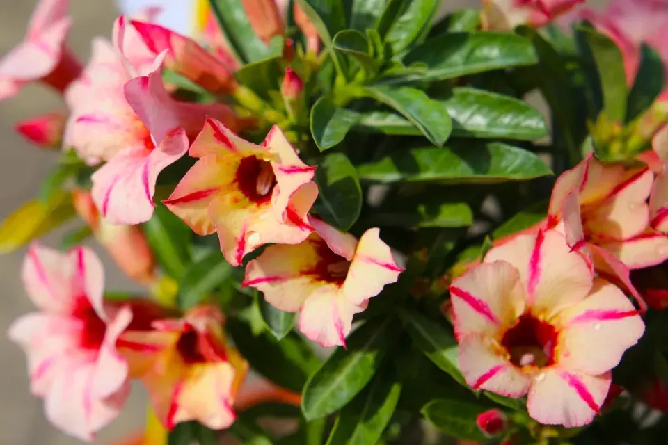 Pouštní růže, adénium ztloustlé (Adenium obesum)