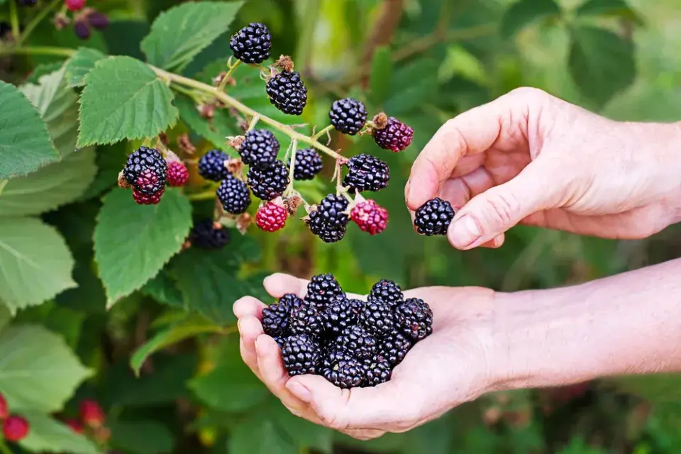 Zahrada Lejly Abbasové