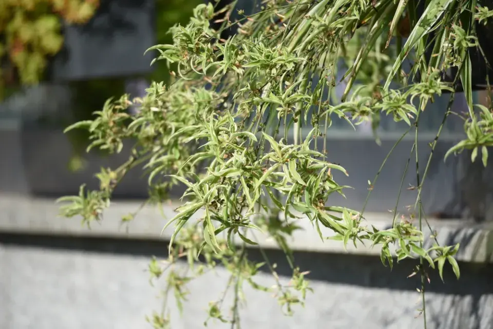 Zelenec: rostlina, která dýchá s vámi