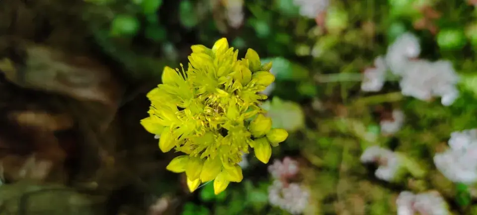 Zapomenutý zázrak jménem tripmadam