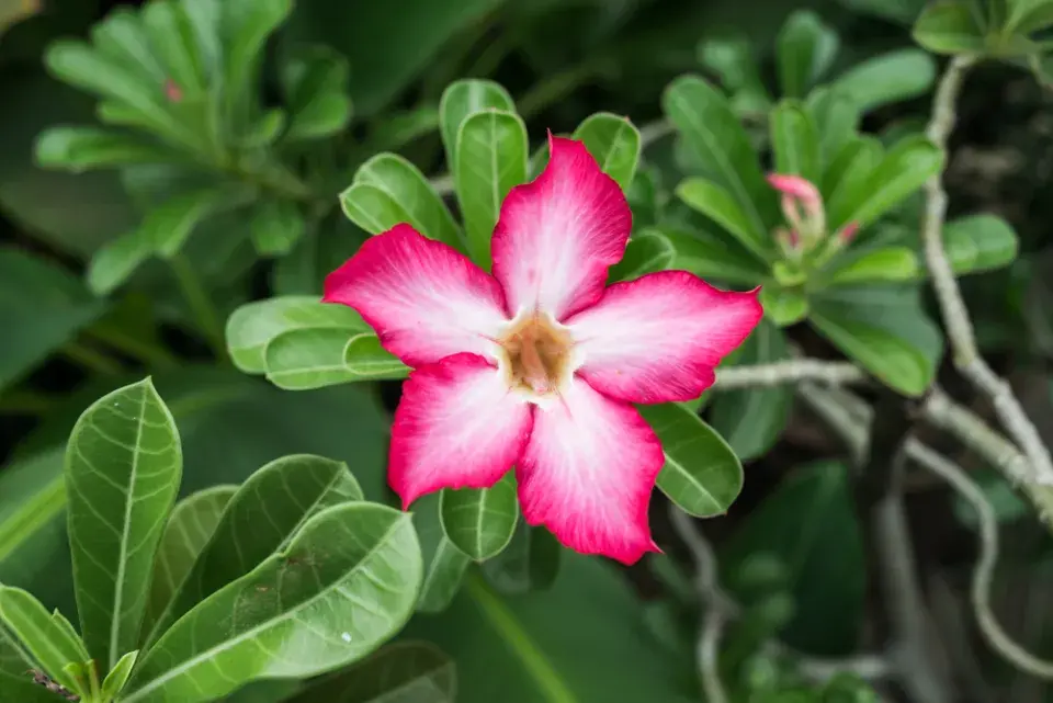 Pouštní růže, adénium ztloustlé (Adenium obesum)