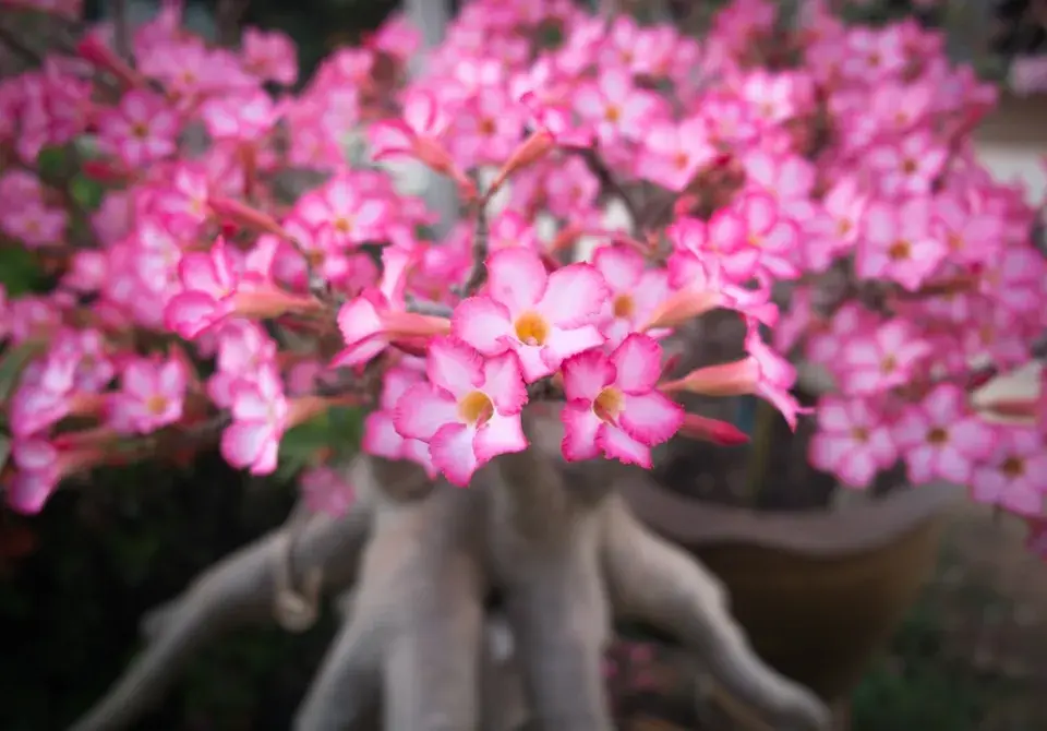 Pouštní růže, adénium ztloustlé (Adenium obesum) 