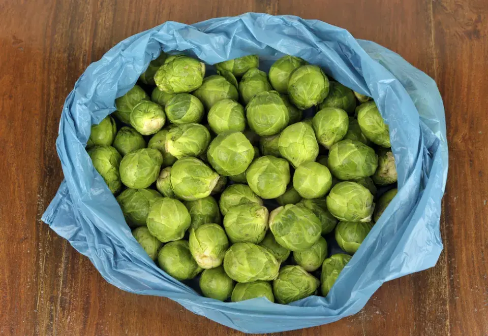 růžičková kapusta