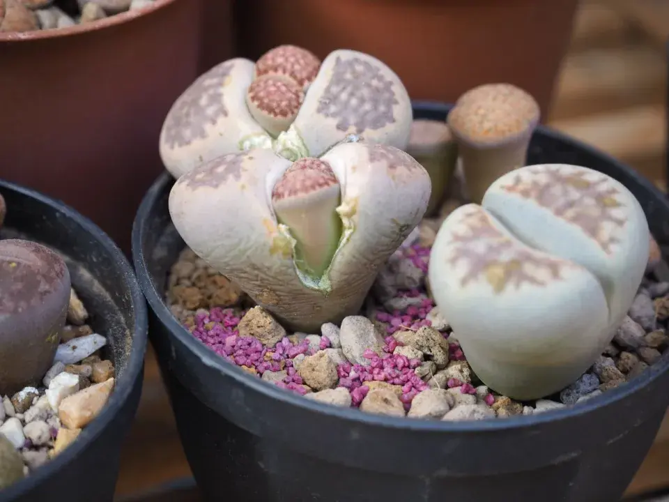 Lithops