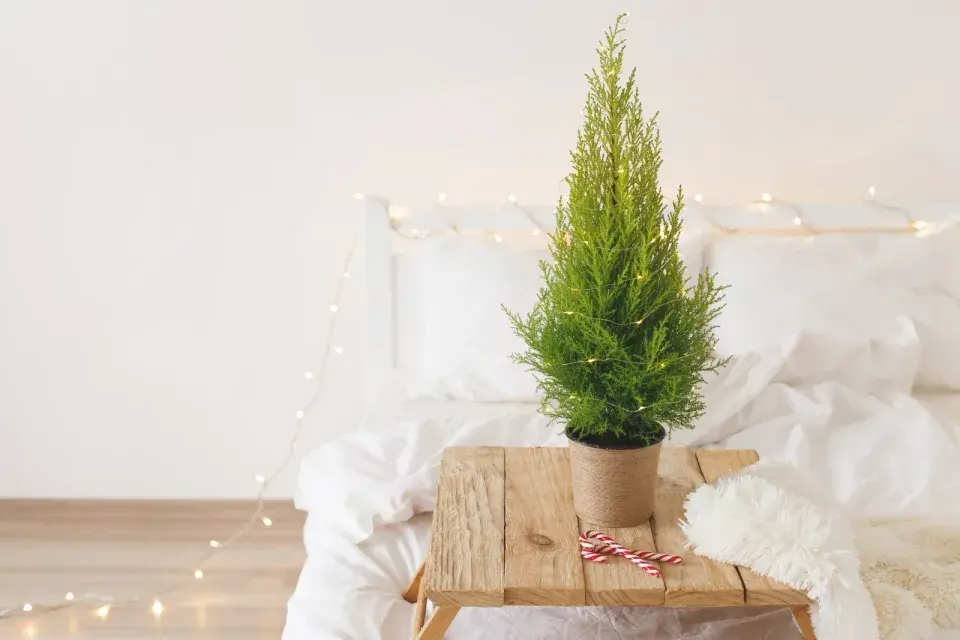 Malé jehličnany v truhlíku 