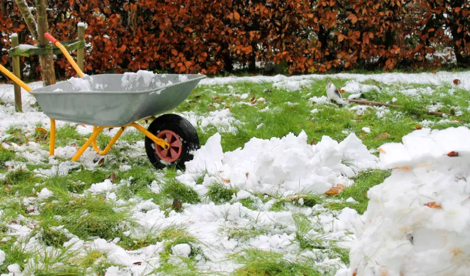 Zazimování trávníku