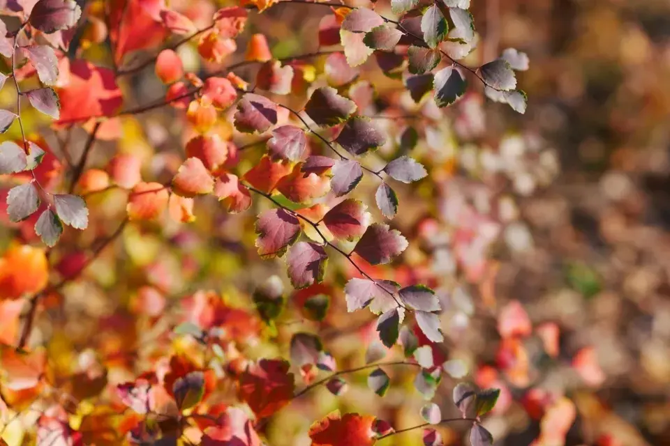 podzimní barvy v zahradě