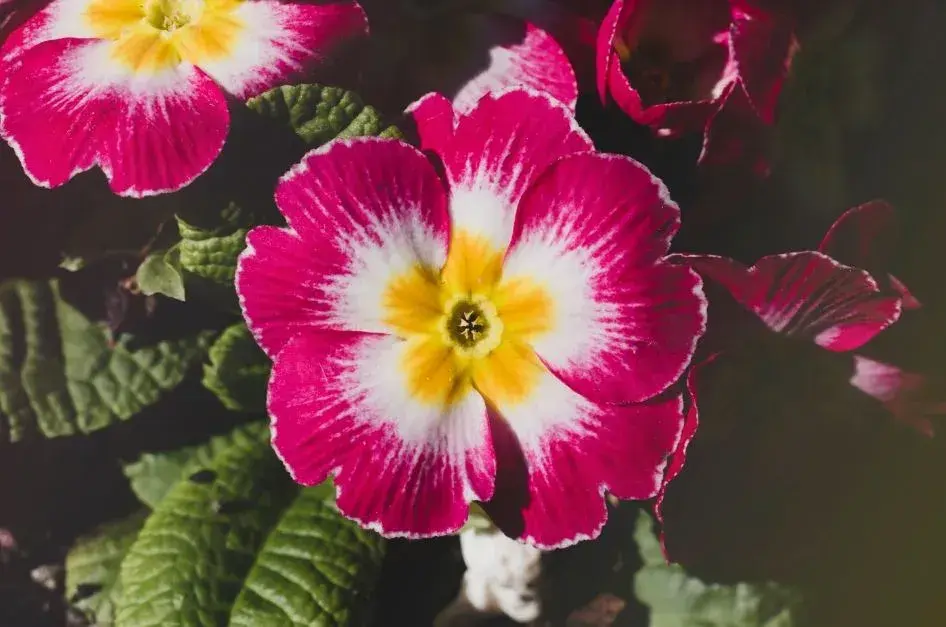 Šrucha velkokvětá