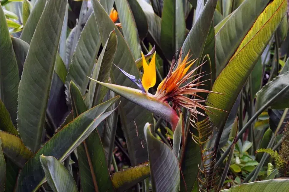 Mezinárodní den mužů