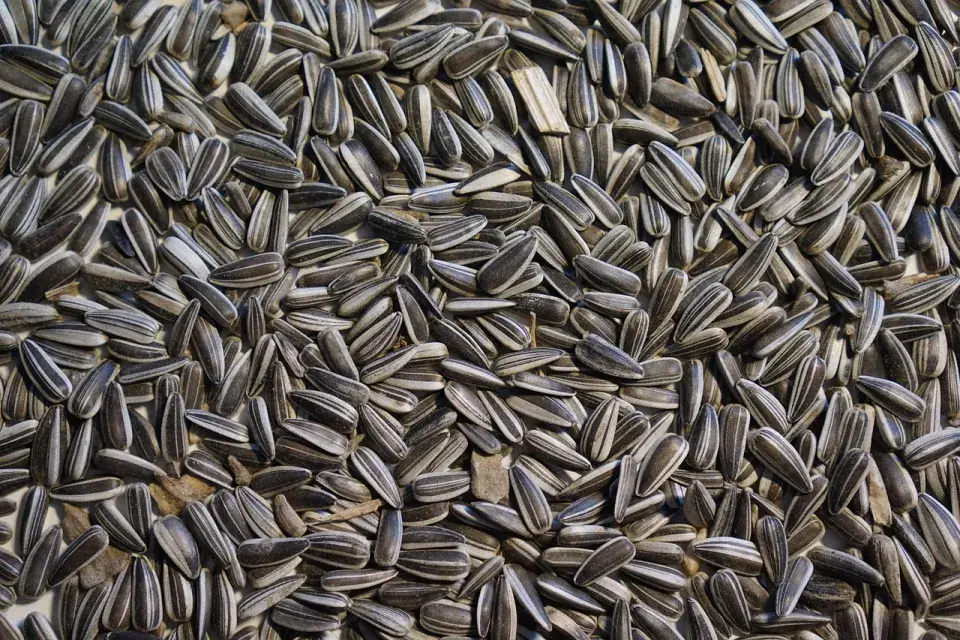 Slunečnicová semínka 