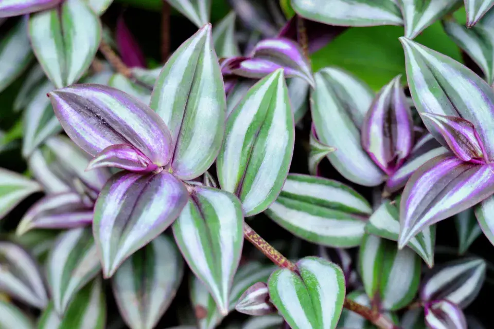 pokojovky pro tmavý byt