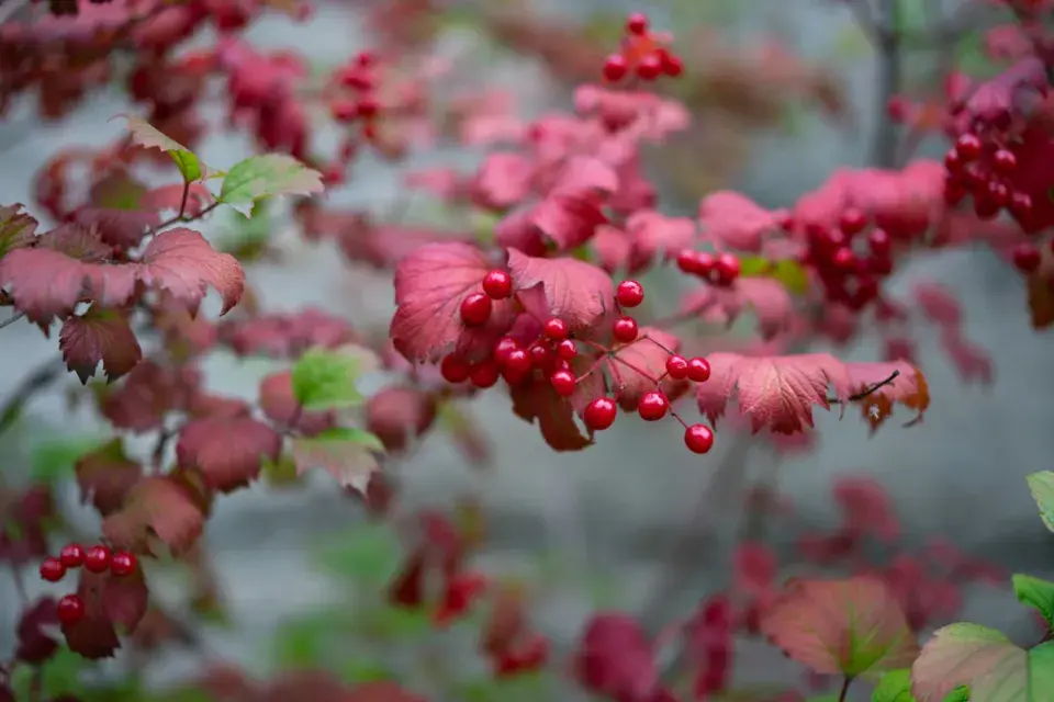 podzimní barvy v zahradě