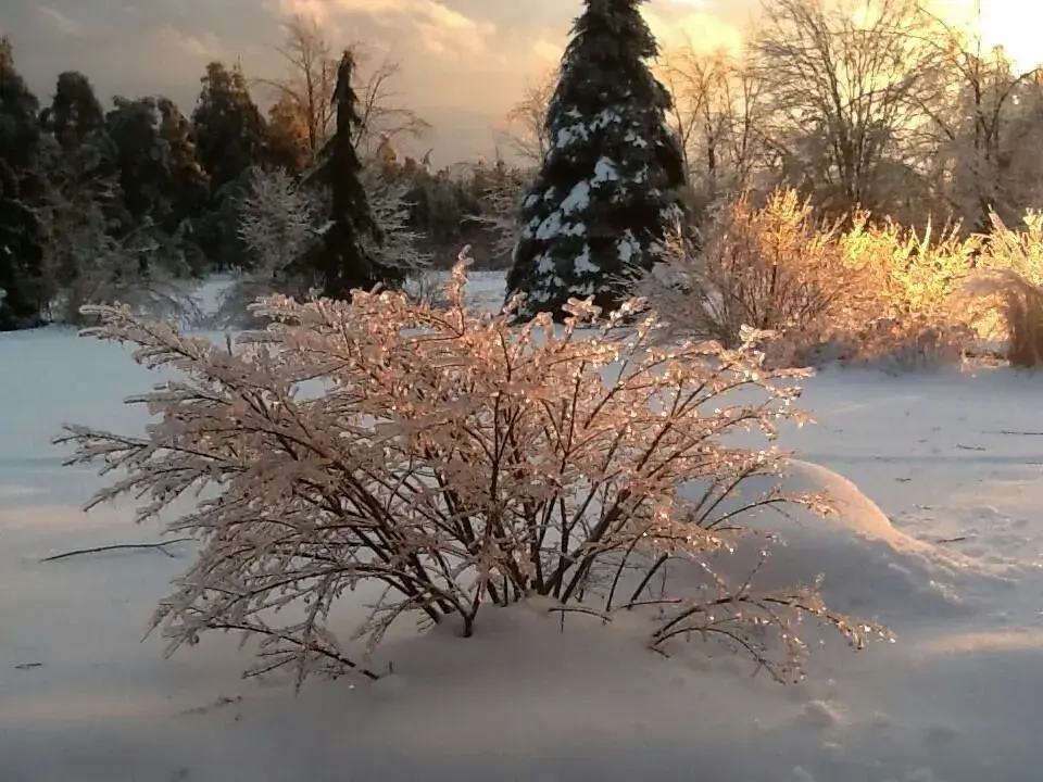 Krásy zimní zahrady