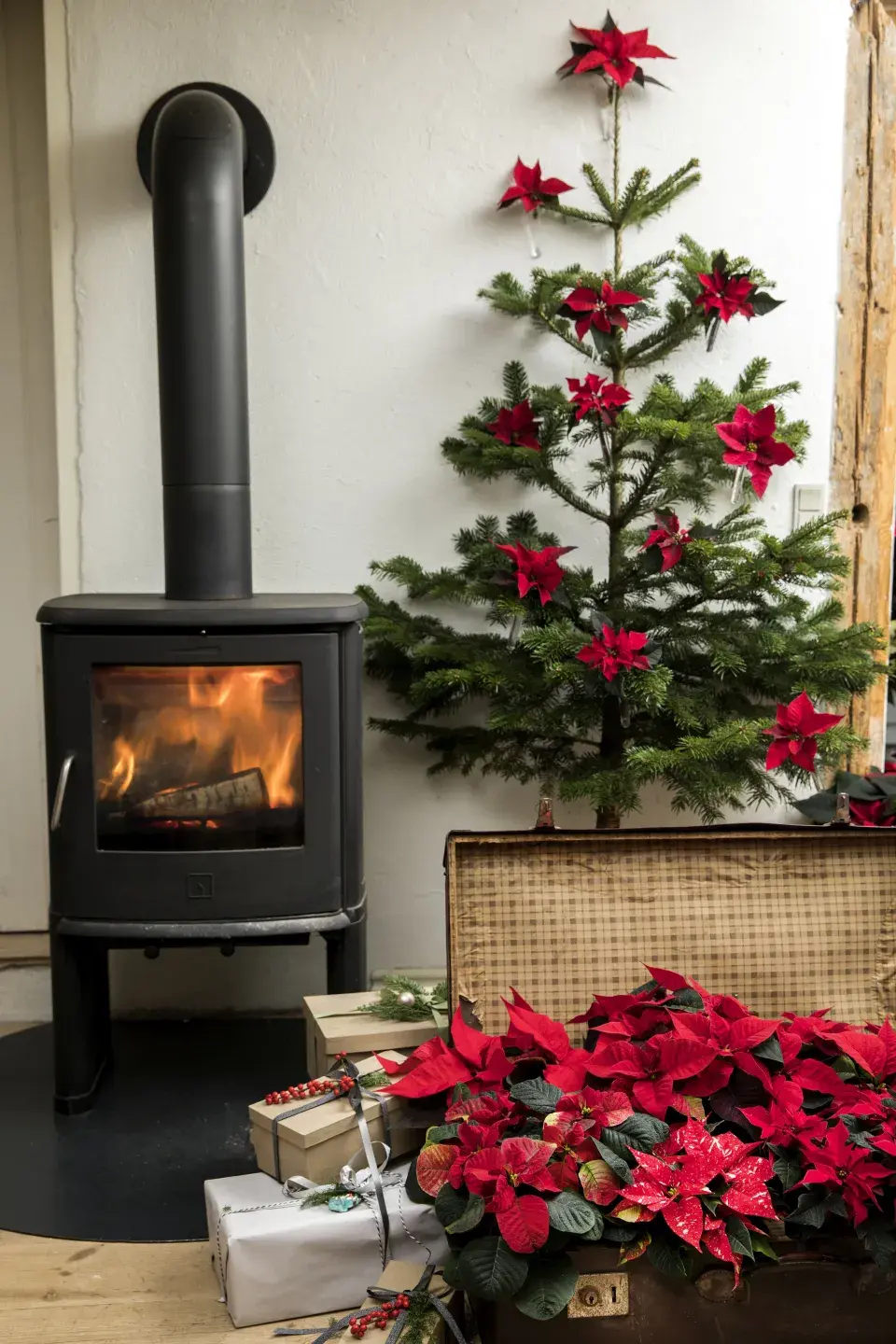 Vánoční hvězda jako neodmyslitelná součást vánočních dekorací a Vánoc