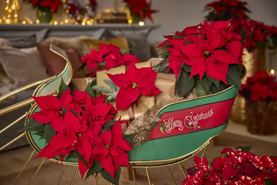 Vánoční hvězda jako neodmyslitelná součást vánočních dekorací a Vánoc