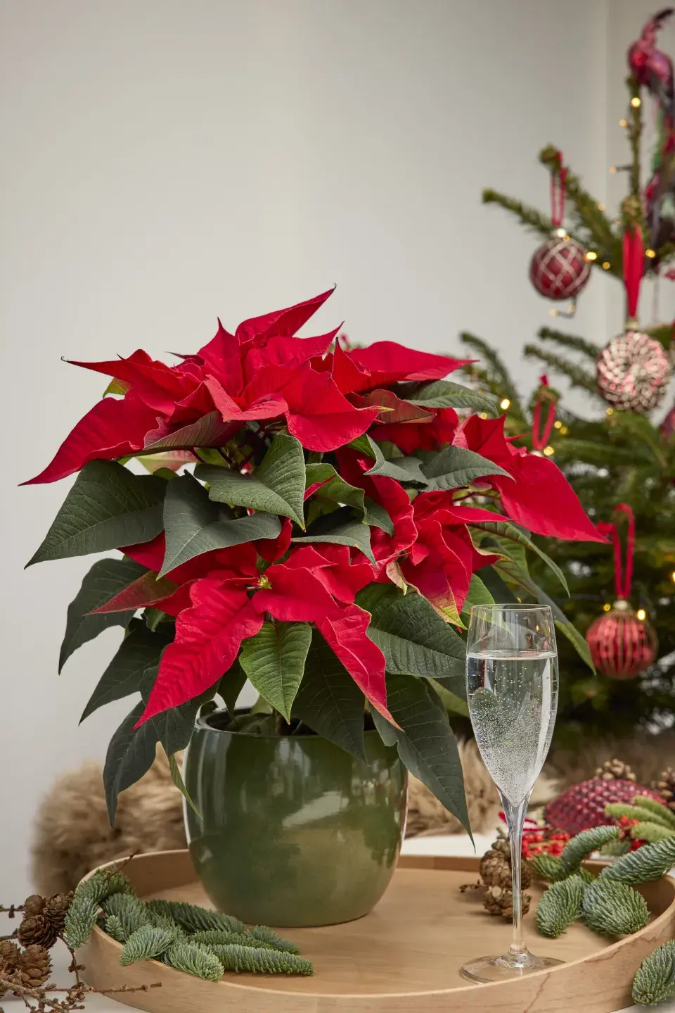 Vánoční hvězda jako neodmyslitelná součást vánočních dekorací a Vánoc