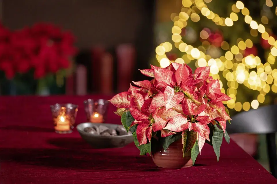 Vánoční hvězda jako neodmyslitelná součást vánočních dekorací a Vánoc