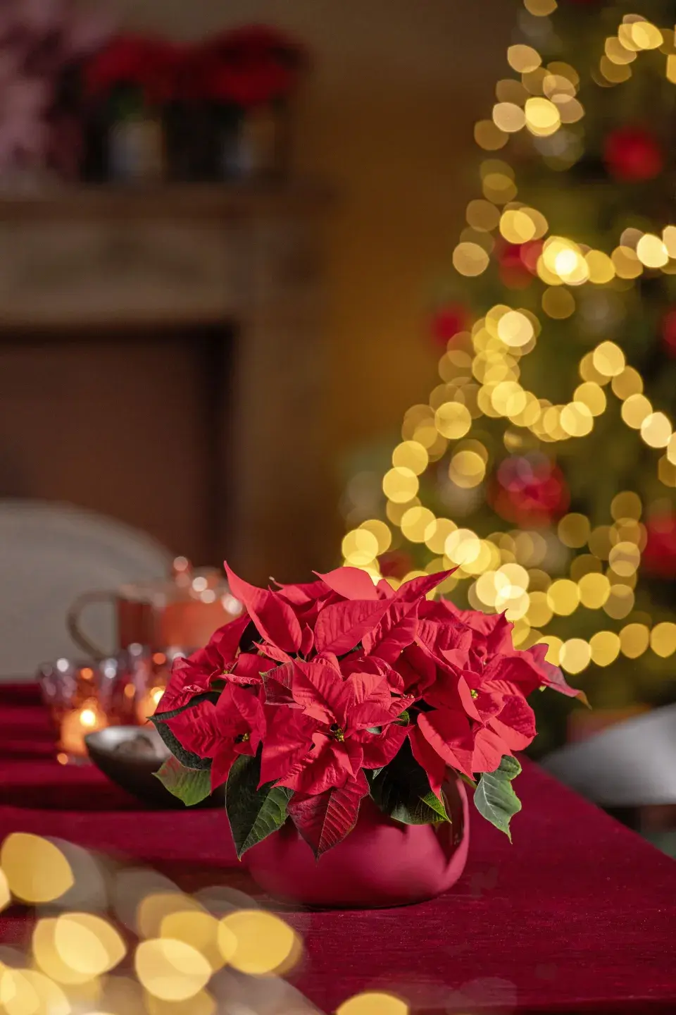 Vánoční hvězda jako neodmyslitelná součást vánočních dekorací a Vánoc