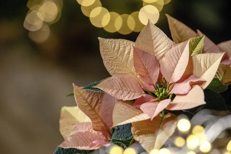 Vánoční hvězda jako neodmyslitelná součást vánočních dekorací a Vánoc