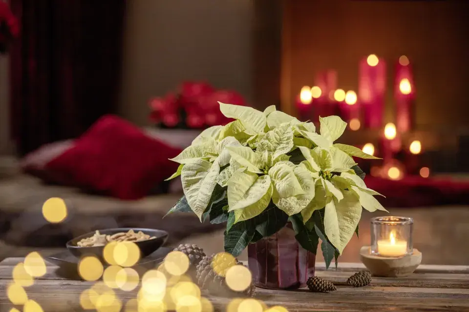 Vánoční hvězda jako neodmyslitelná součást vánočních dekorací a Vánoc