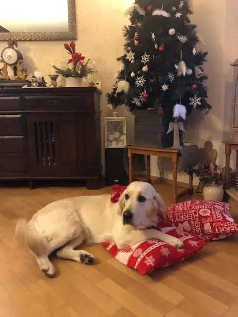 Domácí mazlíčci u vánočního stromku