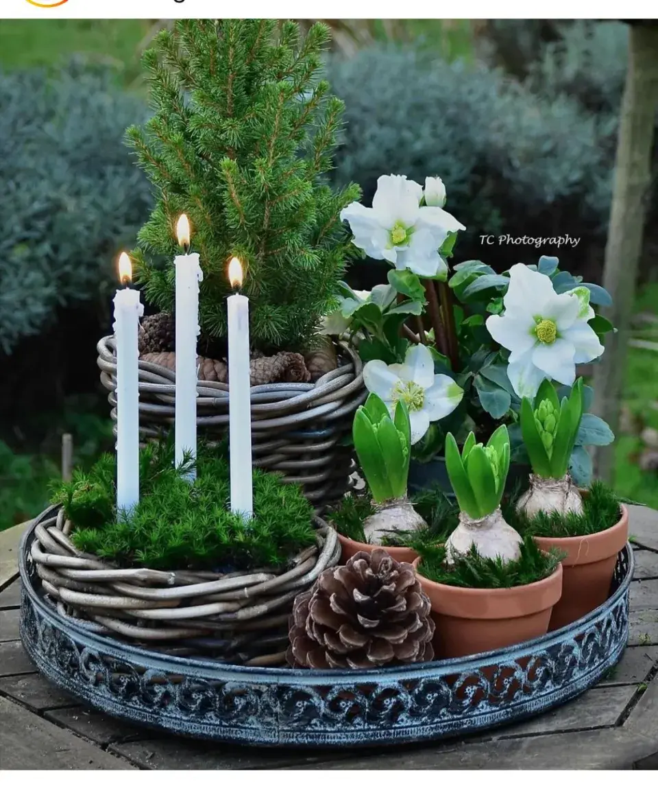 Jarní cibuloviny, které ozdobí vaše vánoční dekorace