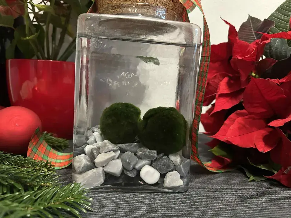 řasokoule, vánoční dárek