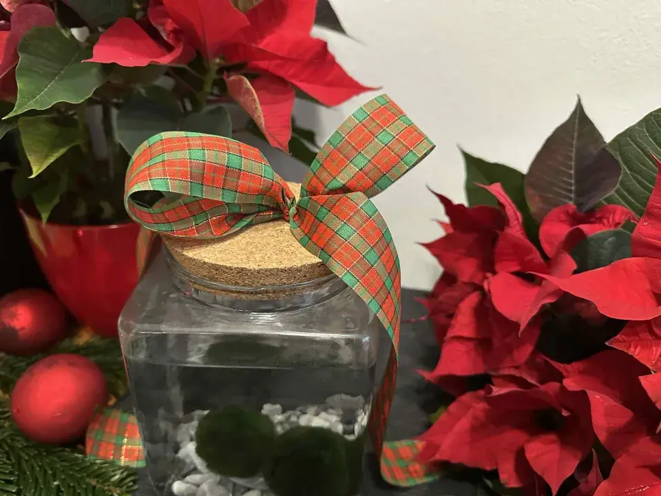 řasokoule, vánoční dárek