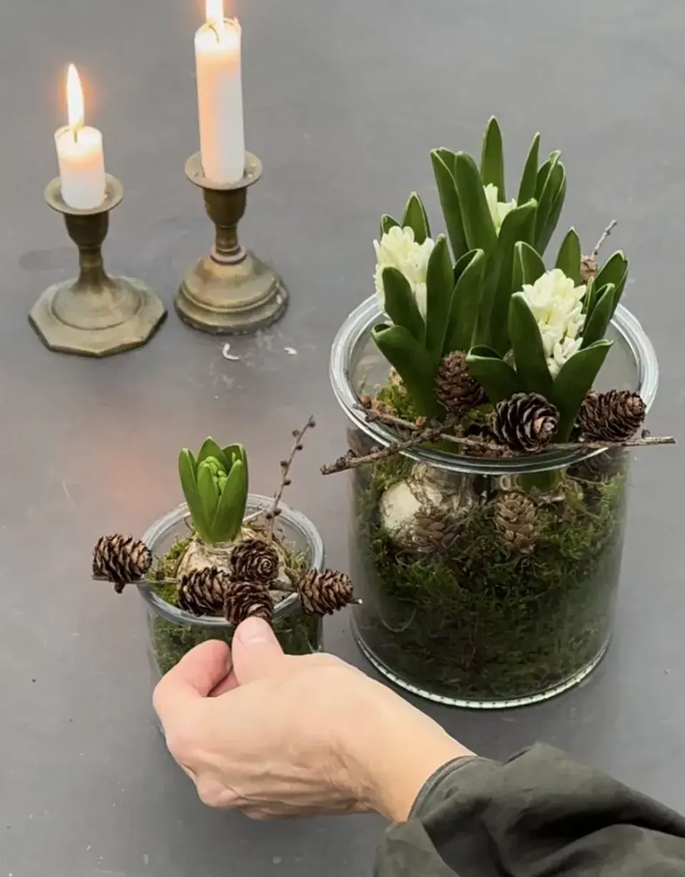 Jarní cibuloviny, které ozdobí vaše vánoční dekorace