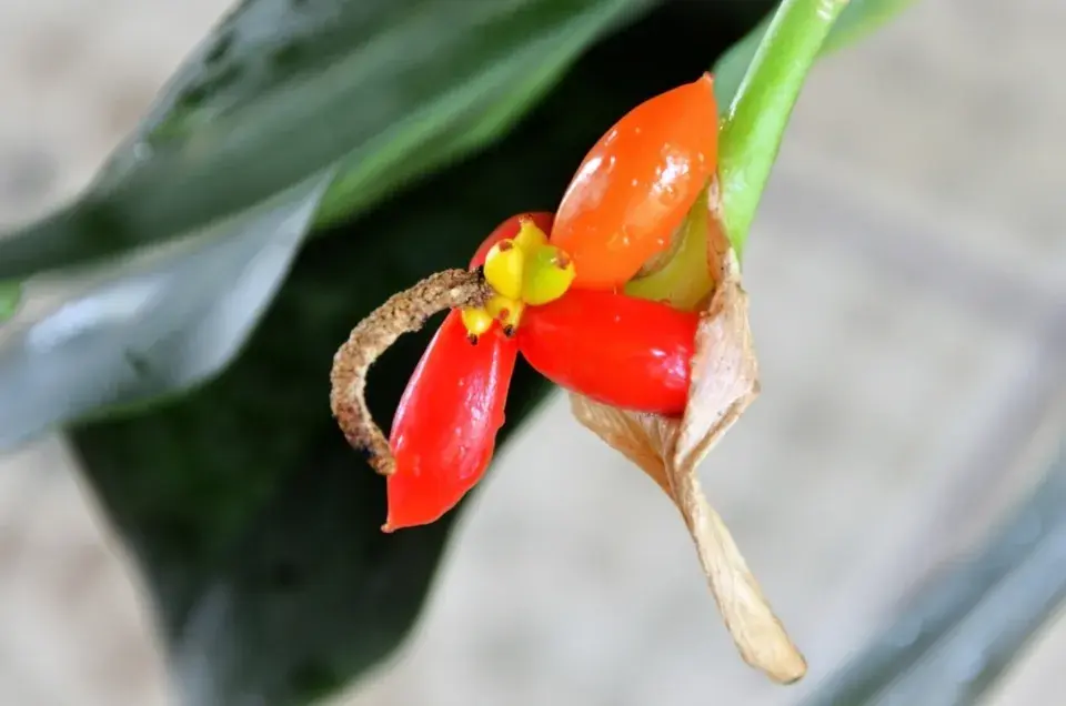 Aglaonema (Aglaonema commutatum)