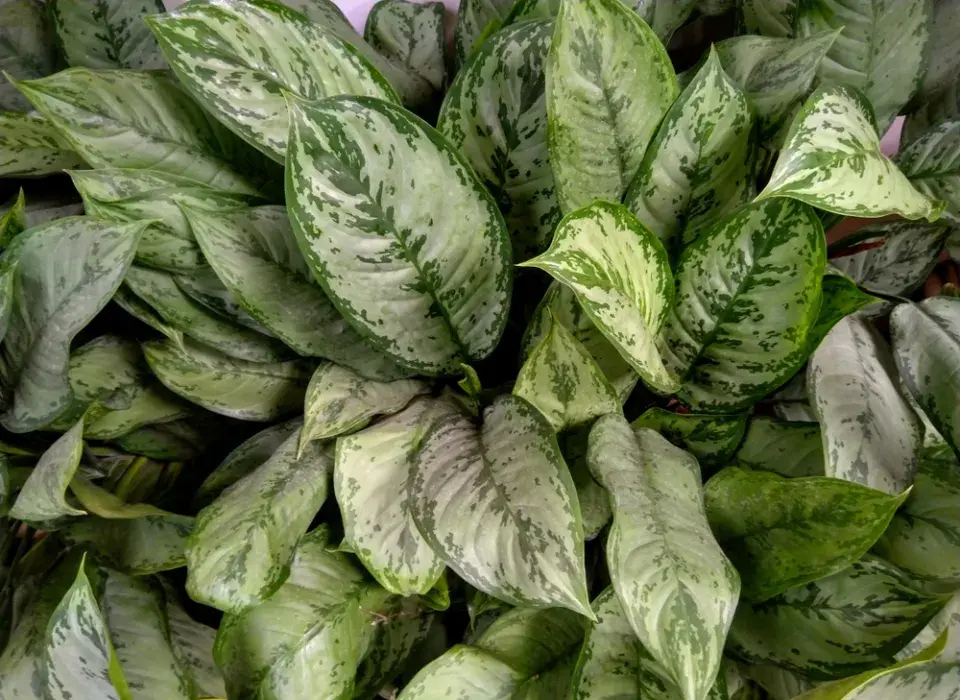 Aglaonema (Aglaonema commutatum)