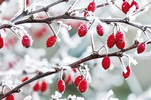 Krásy zimní zahrady