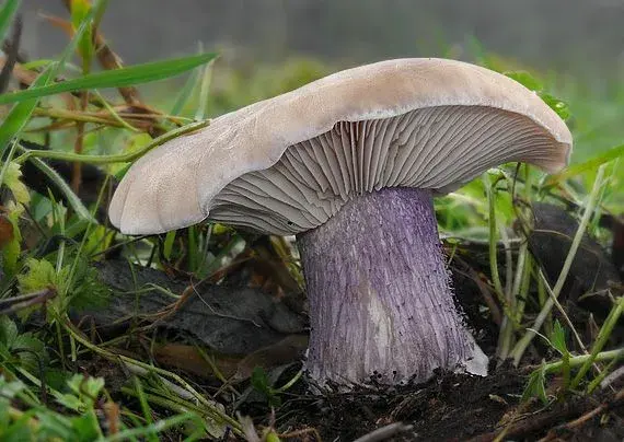 Čirůvka dvoubarevná 