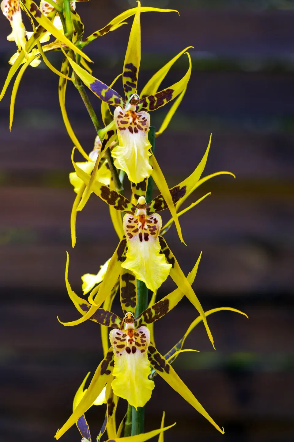 orchidej brassia