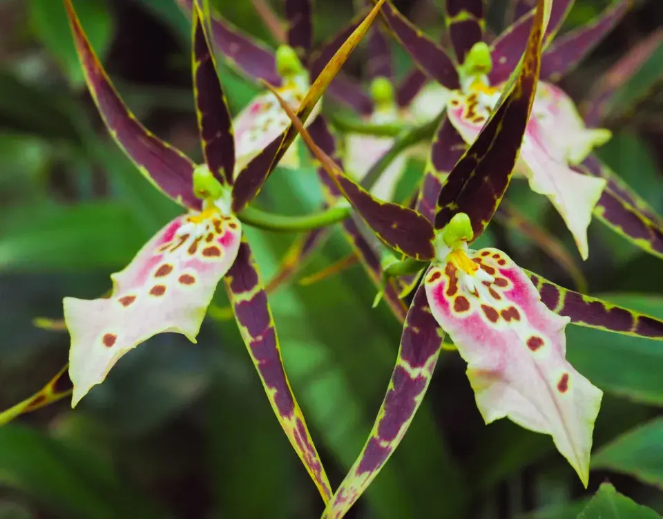 orchidej brassia