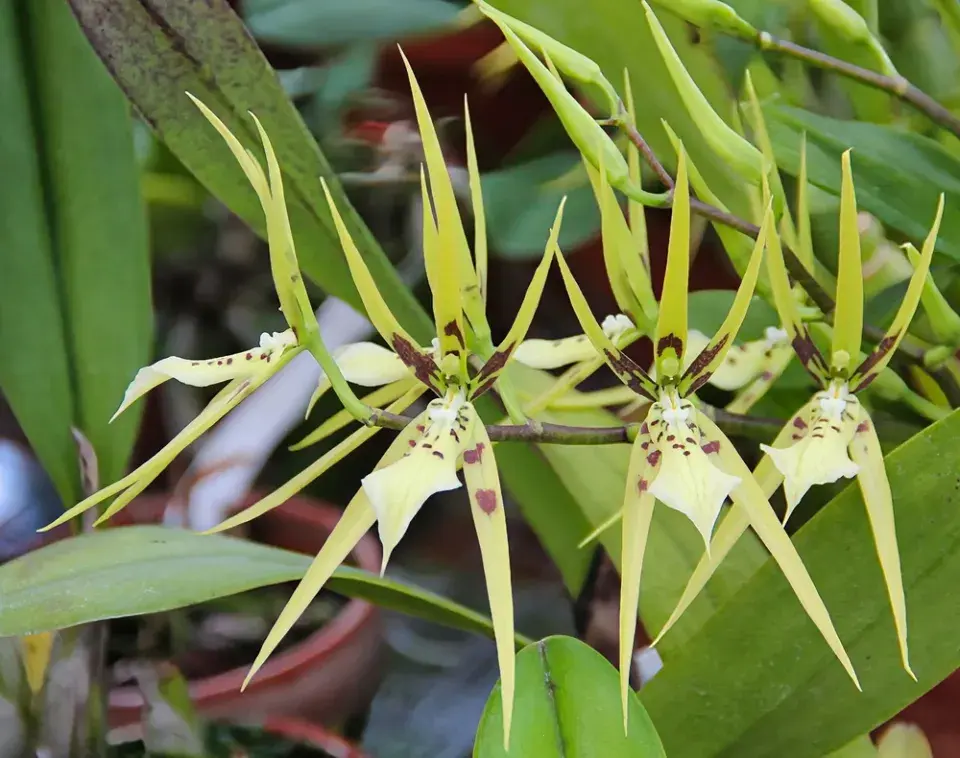 orchidej brassia