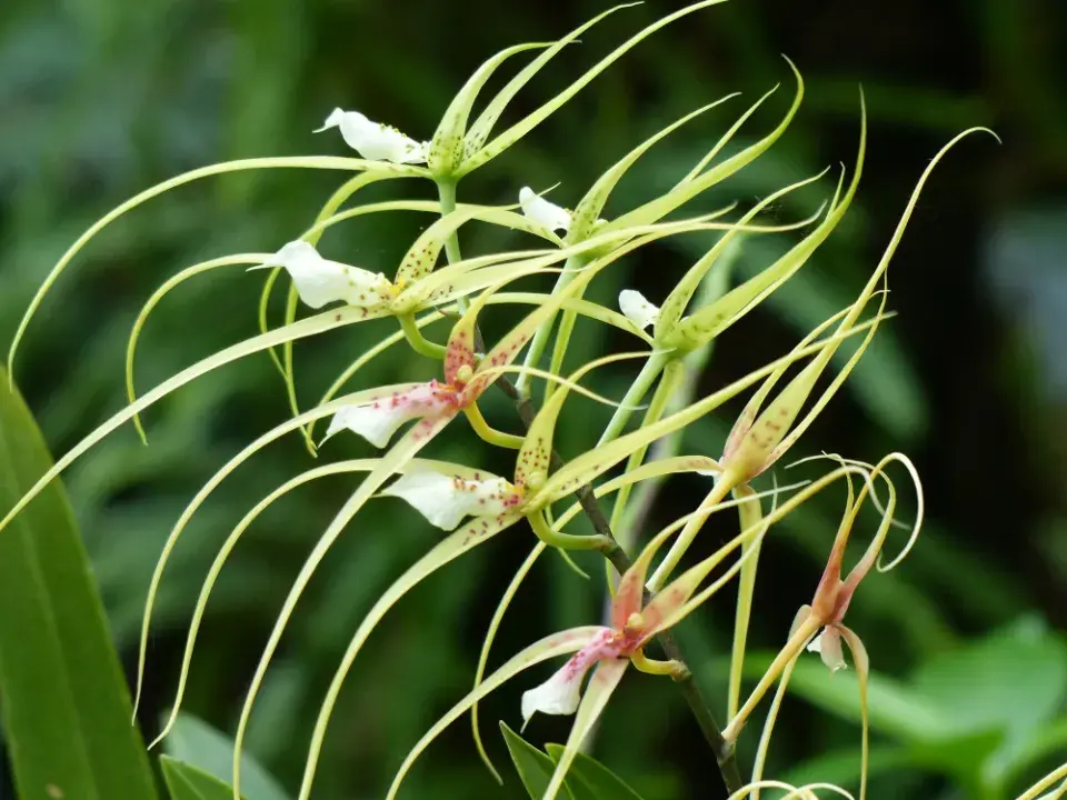 orchidej brassia