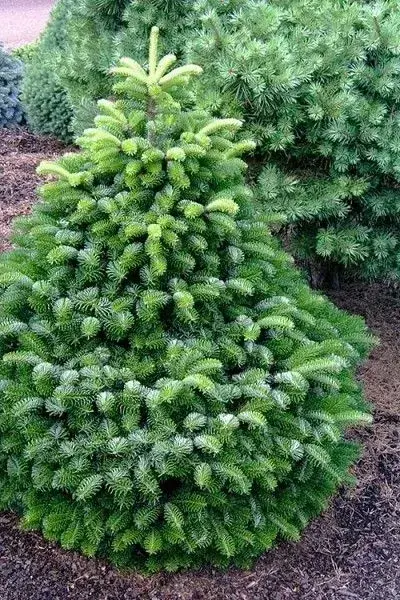 Jak vybrat vánoční stromek